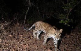 उरण तालुक्यात बिबट्याचा वावर दोन बकऱ्या, दोन कुत्रे फस्त.