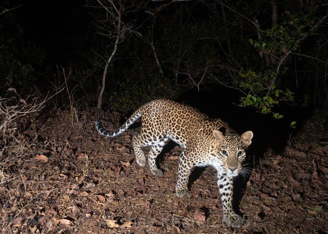 उरण तालुक्यात बिबट्याचा वावर दोन बकऱ्या, दोन कुत्रे फस्त.